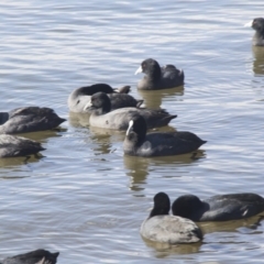 Fulica atra (Eurasian Coot) at Kingston, ACT - 21 Jul 2017 by Alison Milton