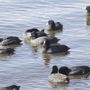 Fulica atra at Kingston, ACT - 21 Jul 2017