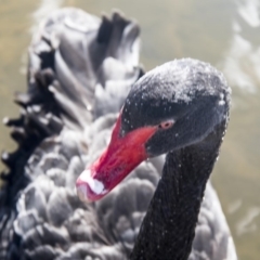 Cygnus atratus (Black Swan) at Kingston, ACT - 21 Jul 2017 by AlisonMilton