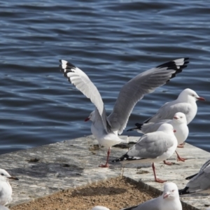 Chroicocephalus novaehollandiae at Kingston, ACT - 21 Jul 2017