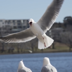 Chroicocephalus novaehollandiae at Kingston, ACT - 21 Jul 2017