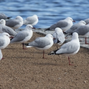 Chroicocephalus novaehollandiae at Kingston, ACT - 21 Jul 2017