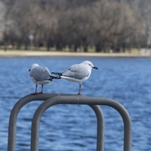 Chroicocephalus novaehollandiae at Kingston, ACT - 21 Jul 2017