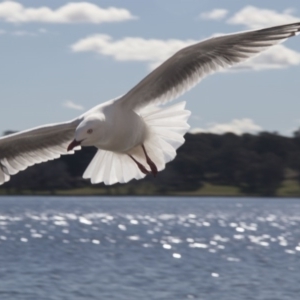 Chroicocephalus novaehollandiae at Kingston, ACT - 21 Jul 2017