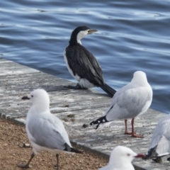 Microcarbo melanoleucos (Little Pied Cormorant) at Kingston, ACT - 21 Jul 2017 by AlisonMilton