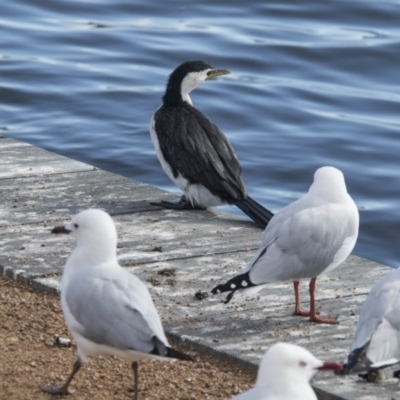 Microcarbo melanoleucos (Little Pied Cormorant) at Lake Burley Griffin Central/East - 21 Jul 2017 by AlisonMilton