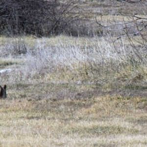 Macropus giganteus at Kingston, ACT - 21 Jul 2017 11:15 AM