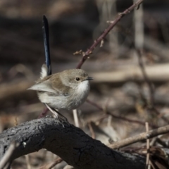 Malurus cyaneus (Superb Fairywren) at Jerrabomberra Wetlands - 21 Jul 2017 by Alison Milton