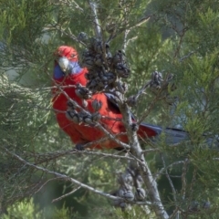 Platycercus elegans (Crimson Rosella) at Jerrabomberra Wetlands - 21 Jul 2017 by Alison Milton