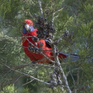 Platycercus elegans at Kingston, ACT - 21 Jul 2017