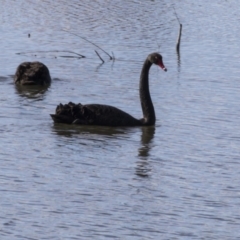 Cygnus atratus (Black Swan) at Jerrabomberra Wetlands - 21 Jul 2017 by AlisonMilton
