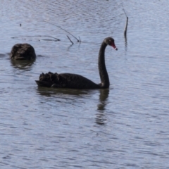 Cygnus atratus (Black Swan) at Kingston, ACT - 21 Jul 2017 by AlisonMilton