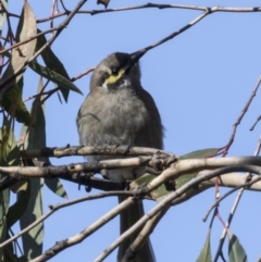 Caligavis chrysops (Yellow-faced Honeyeater) at Kingston, ACT - 21 Jul 2017 by Alison Milton