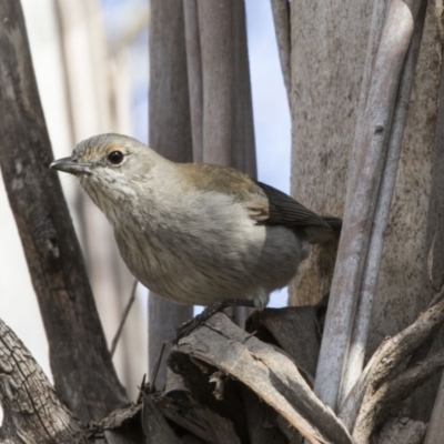 Colluricincla harmonica (Grey Shrikethrush) at Jerrabomberra Wetlands - 21 Jul 2017 by Alison Milton