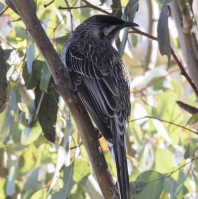 Anthochaera carunculata (Red Wattlebird) at Kingston, ACT - 21 Jul 2017 by Alison Milton