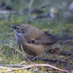 Sericornis frontalis (White-browed Scrubwren) at Jerrabomberra Wetlands - 21 Jul 2017 by Alison Milton