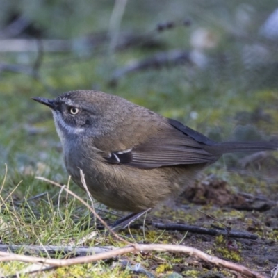 Sericornis frontalis (White-browed Scrubwren) at Fyshwick, ACT - 21 Jul 2017 by AlisonMilton
