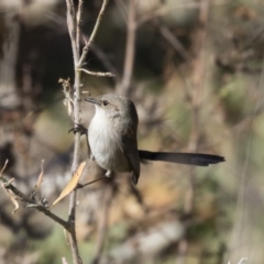 Malurus cyaneus (Superb Fairywren) at Jerrabomberra Wetlands - 21 Jul 2017 by Alison Milton