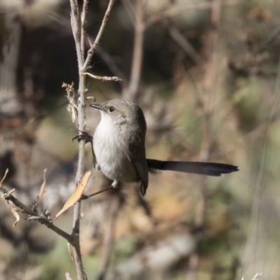 Malurus cyaneus (Superb Fairywren) at Fyshwick, ACT - 21 Jul 2017 by AlisonMilton