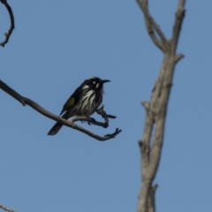 Phylidonyris novaehollandiae (New Holland Honeyeater) at Jerrabomberra Wetlands - 21 Jul 2017 by Alison Milton