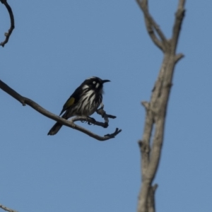 Phylidonyris novaehollandiae at Fyshwick, ACT - 21 Jul 2017