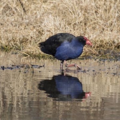 Porphyrio melanotus (Australasian Swamphen) at Fyshwick, ACT - 21 Jul 2017 by Alison Milton