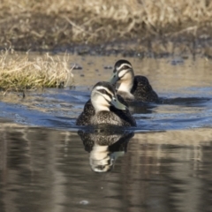 Anas superciliosa (Pacific Black Duck) at Fyshwick, ACT - 21 Jul 2017 by AlisonMilton