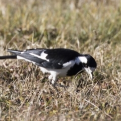 Grallina cyanoleuca (Magpie-lark) at Fyshwick, ACT - 21 Jul 2017 by AlisonMilton