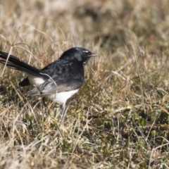 Rhipidura leucophrys (Willie Wagtail) at Fyshwick, ACT - 21 Jul 2017 by Alison Milton
