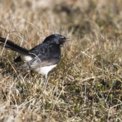 Rhipidura leucophrys (Willie Wagtail) at Jerrabomberra Wetlands - 21 Jul 2017 by Alison Milton