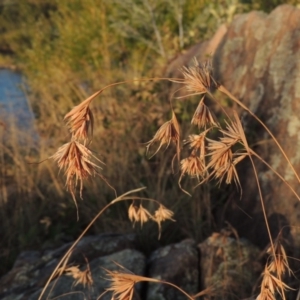 Themeda triandra at Paddys River, ACT - 7 Mar 2017