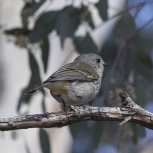 Pachycephala pectoralis at Kingston, ACT - 21 Jul 2017