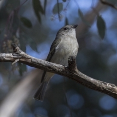 Pachycephala pectoralis at Kingston, ACT - 21 Jul 2017