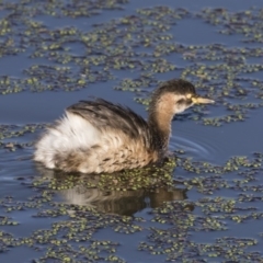 Tachybaptus novaehollandiae at Fyshwick, ACT - 21 Jul 2017