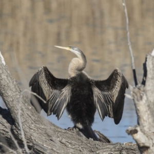 Anhinga novaehollandiae at Fyshwick, ACT - 21 Jul 2017