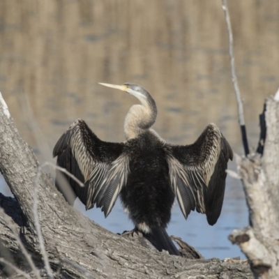 Anhinga novaehollandiae (Australasian Darter) at Jerrabomberra Wetlands - 21 Jul 2017 by Alison Milton