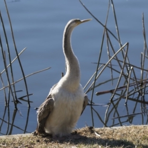 Anhinga novaehollandiae at Kingston, ACT - 21 Jul 2017