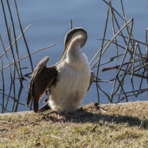 Anhinga novaehollandiae at Kingston, ACT - 21 Jul 2017