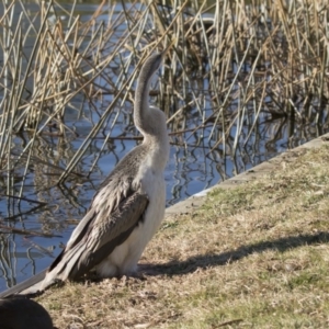 Anhinga novaehollandiae at Kingston, ACT - 21 Jul 2017