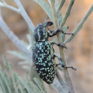 Chrysolopus spectabilis at Paddys River, ACT - 7 Mar 2017 07:45 PM