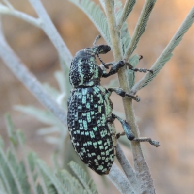 Chrysolopus spectabilis (Botany Bay Weevil) at Paddys River, ACT - 7 Mar 2017 by michaelb