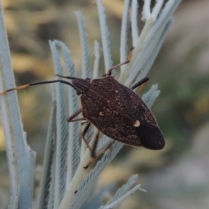 Poecilometis strigatus at Paddys River, ACT - 7 Mar 2017 07:47 PM