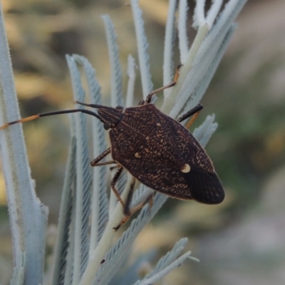 Poecilometis strigatus (Gum Tree Shield Bug) at Point Hut to Tharwa - 7 Mar 2017 by michaelb