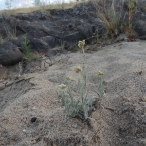 Pseudognaphalium luteoalbum at Paddys River, ACT - 7 Mar 2017