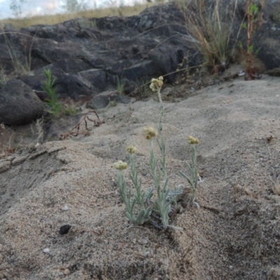 Pseudognaphalium luteoalbum (Jersey Cudweed) at Paddys River, ACT - 7 Mar 2017 by MichaelBedingfield