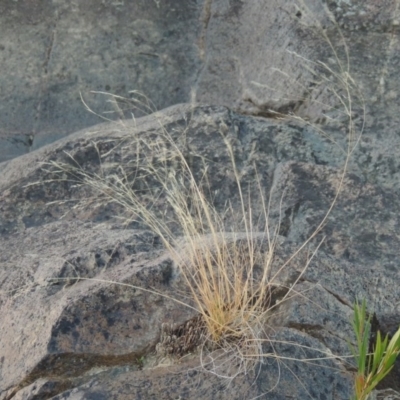 Lachnagrostis filiformis (Blown Grass) at Point Hut to Tharwa - 7 Mar 2017 by michaelb