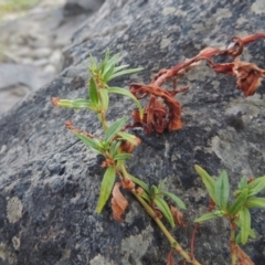 Persicaria prostrata (Creeping Knotweed) at Paddys River, ACT - 7 Mar 2017 by michaelb