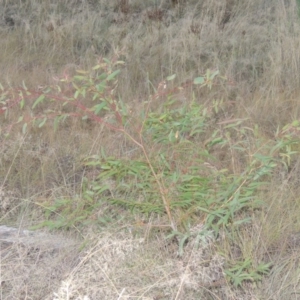 Eucalyptus viminalis at Point Hut to Tharwa - 7 Mar 2017 08:10 PM