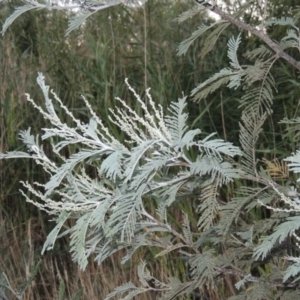 Acacia dealbata at Point Hut to Tharwa - 7 Mar 2017