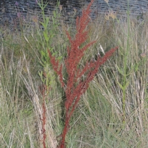 Rumex crispus at Point Hut to Tharwa - 7 Mar 2017